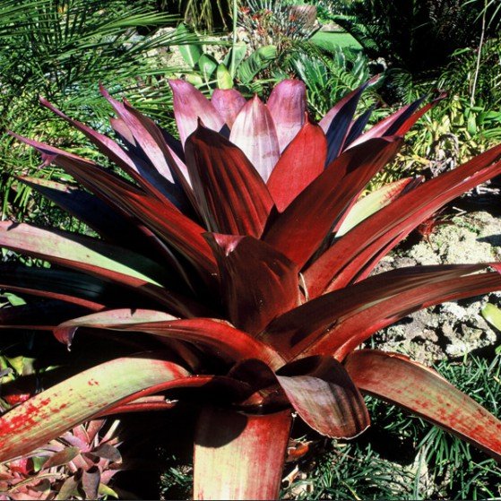Bromélia imperial vermelha – Vivo Plantas