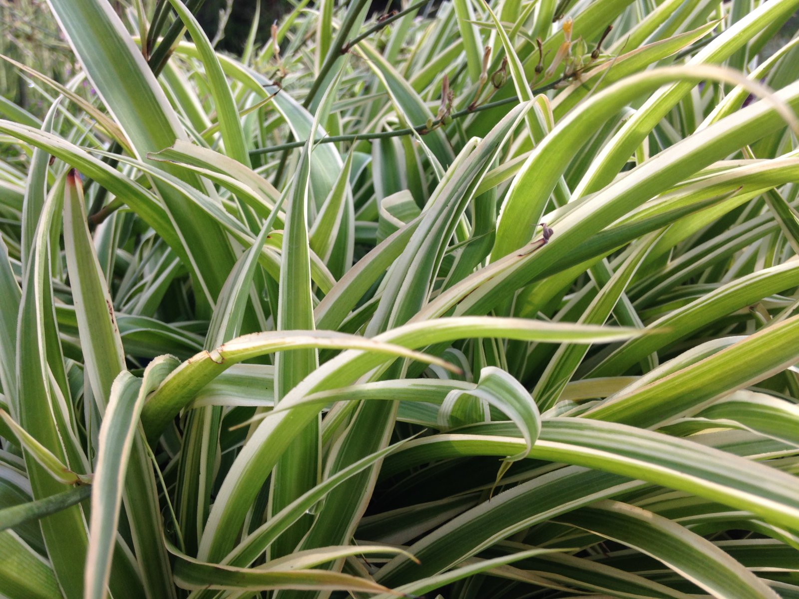 Clorofitos – Vivo Plantas