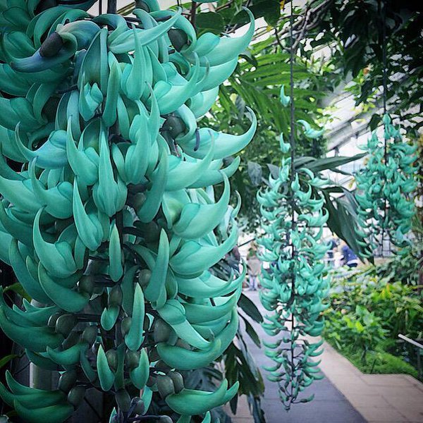 Jade azul – Vivo Plantas