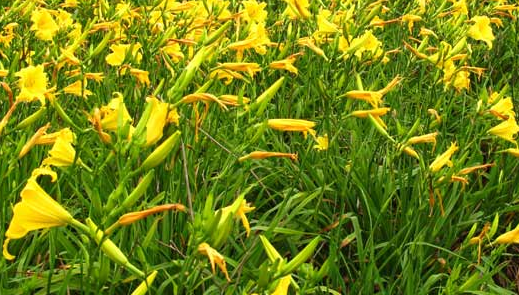 Lirio Amarelo – Vivo Plantas