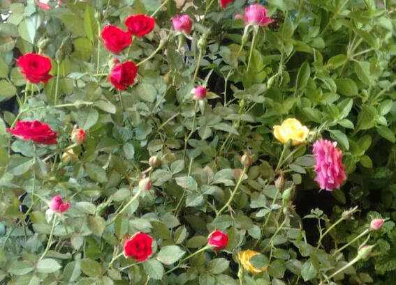 Mini rosa – Vivo Plantas