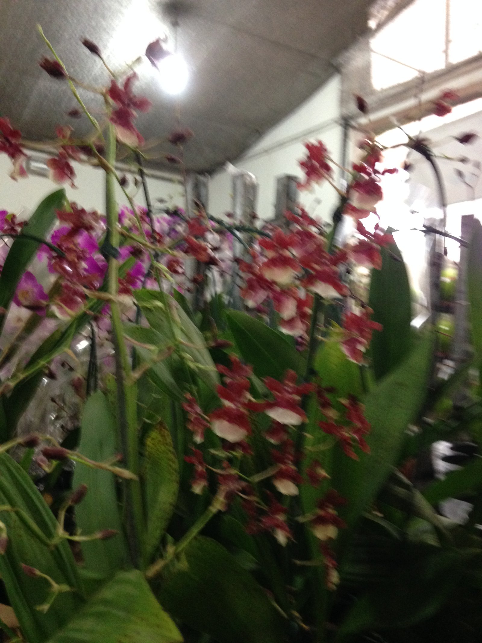 Orquídea Oncidium – Vivo Plantas