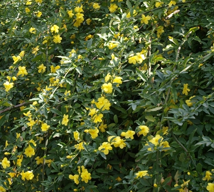Jasmim amarelo – Vivo Plantas