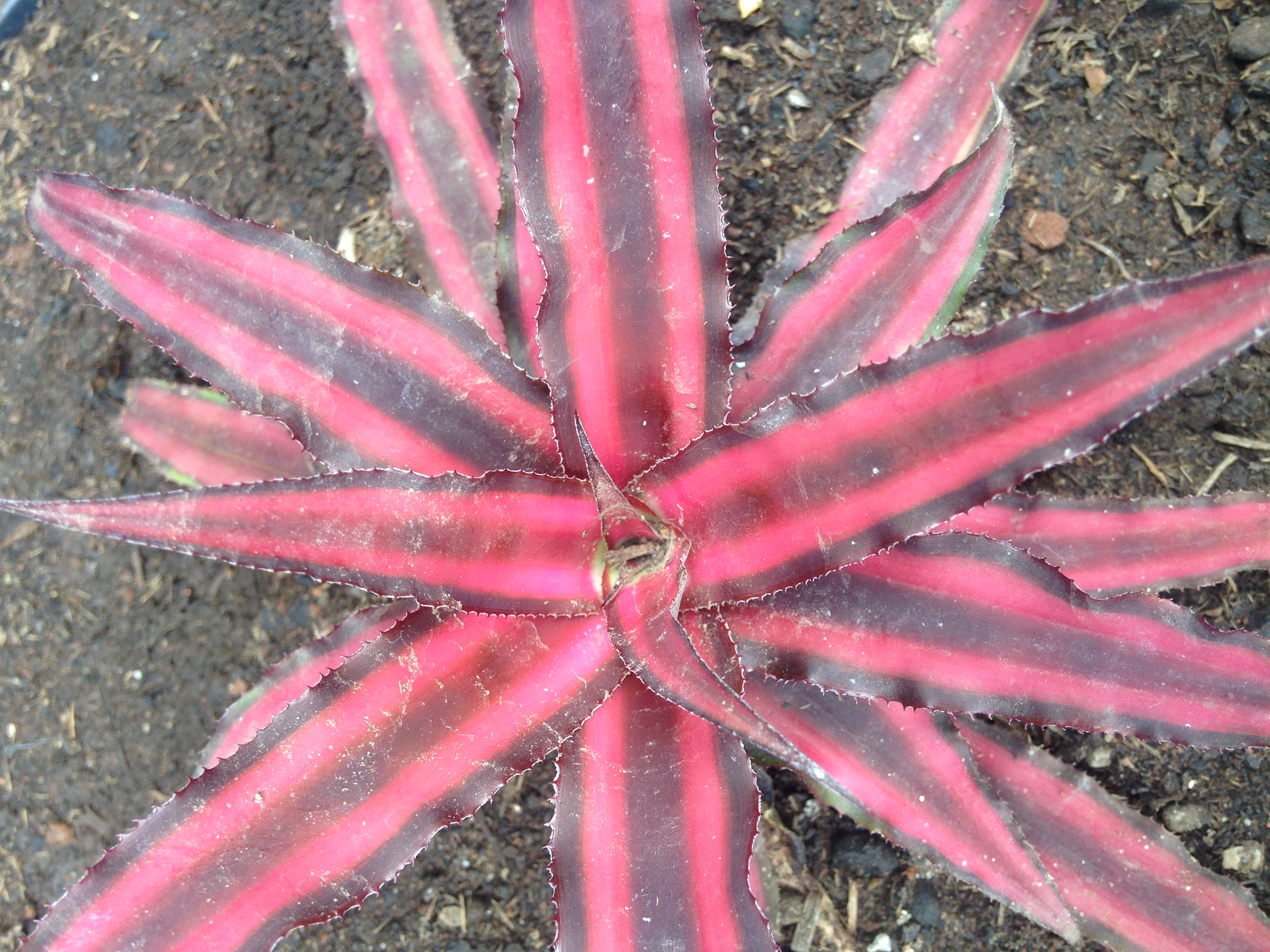 Bromélia vermelha – Vivo Plantas